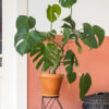 Dracaena Lisa - Imagen 2