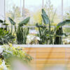 Zz Plants - Imagen 2